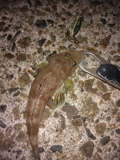 イネゴチの釣果