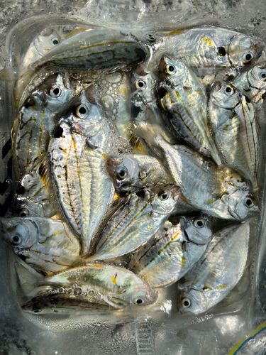 ヒイラギの釣果