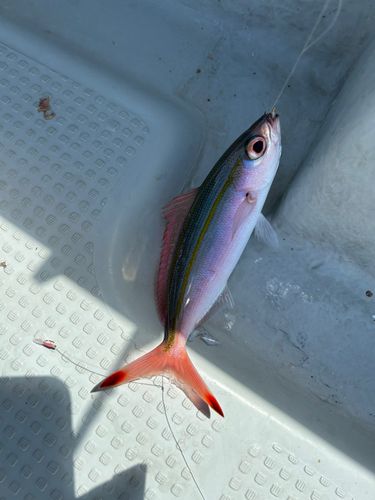 釣果