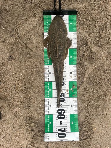 ソゲの釣果