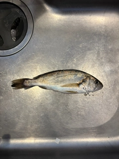 イシモチの釣果