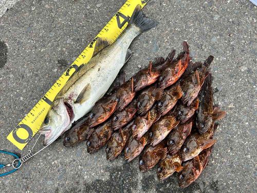 ヒラスズキの釣果