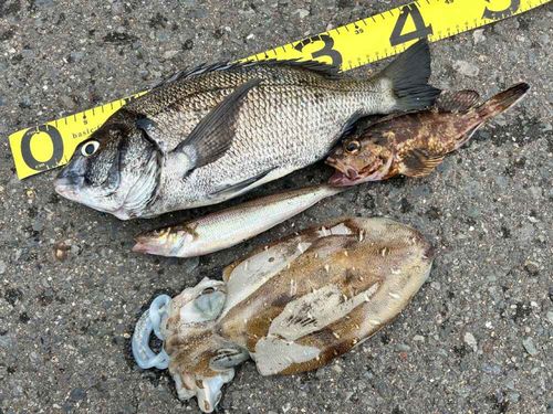 クロダイの釣果