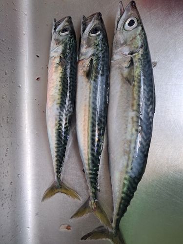 サバの釣果