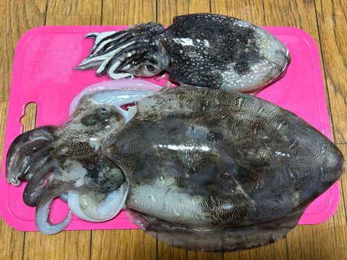 カミナリイカの釣果