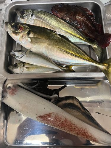 マアジの釣果