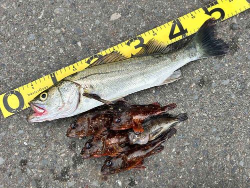 マルスズキの釣果