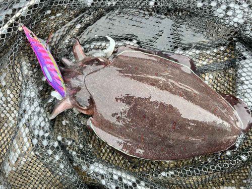 カミナリイカの釣果