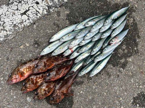 アラカブの釣果