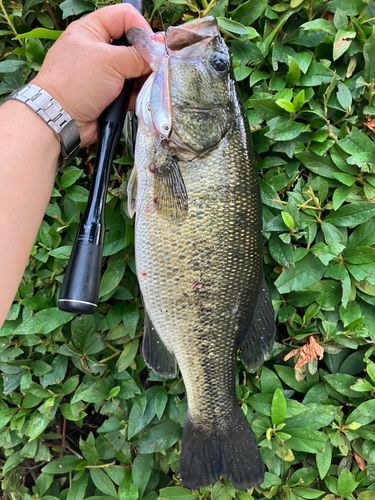 ブラックバスの釣果
