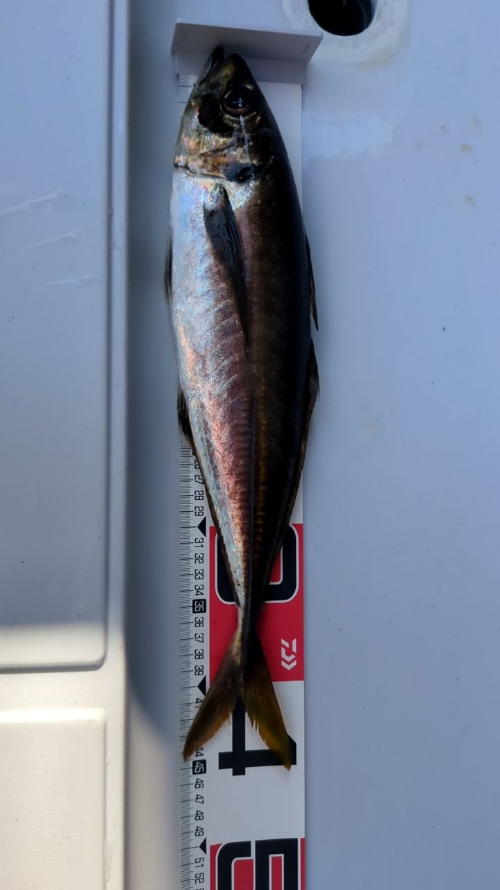 かつすけさんの釣果 2枚目の画像