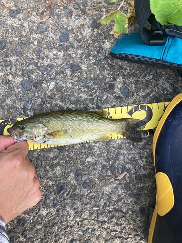 スモールマウスバスの釣果