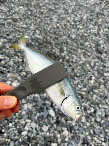 ワカシの釣果