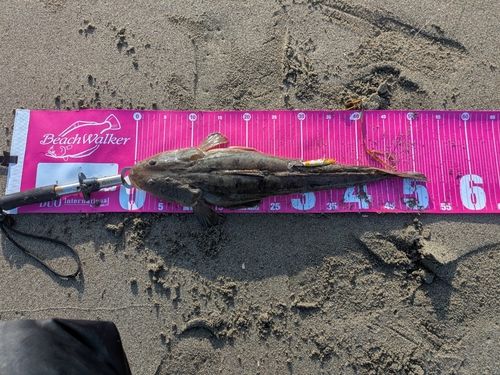 マゴチの釣果