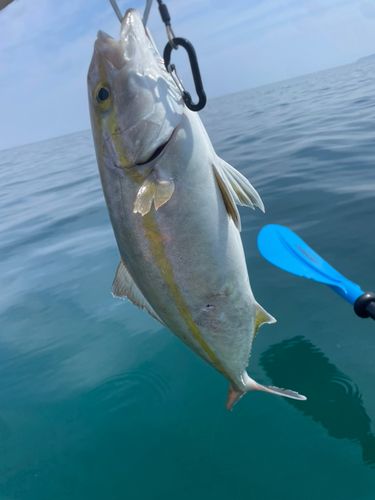 カンパチの釣果