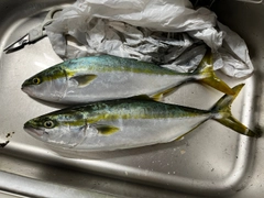 ハマチの釣果