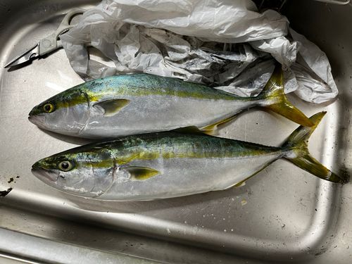 ハマチの釣果
