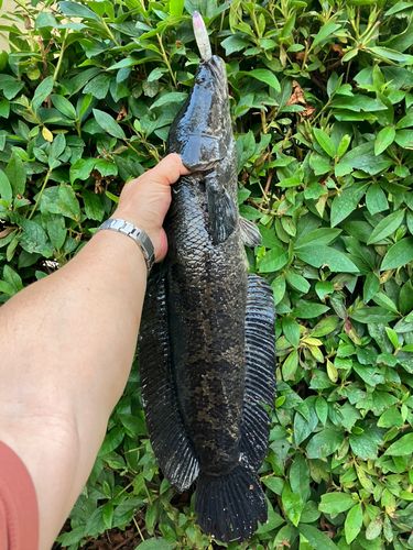 ライギョの釣果