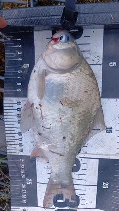 ヘラブナの釣果