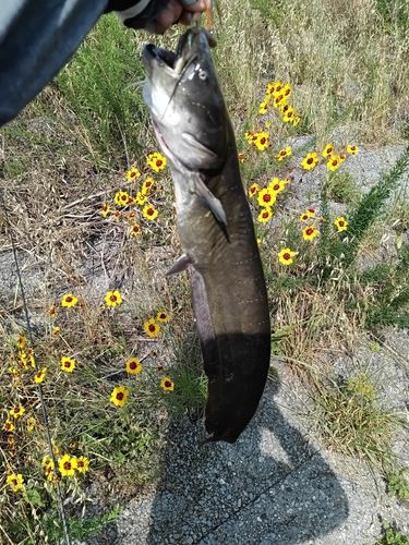 ナマズの釣果