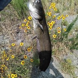 ナマズ