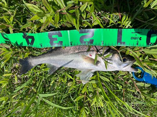 セイゴ（マルスズキ）の釣果