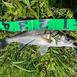 セイゴ（マルスズキ）