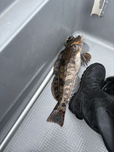 アブラコの釣果