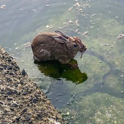 アジ