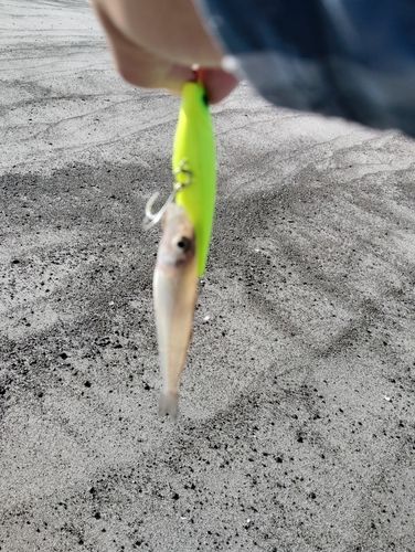 キスの釣果