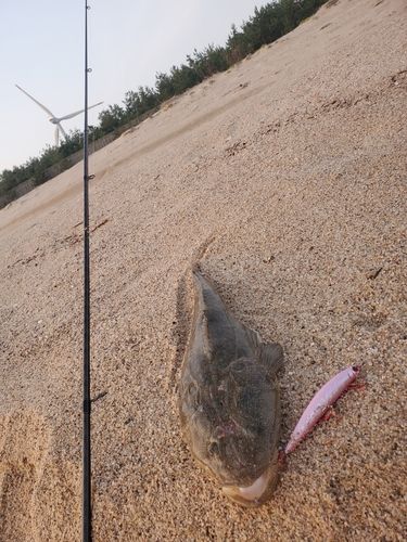 マゴチの釣果