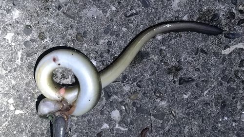 ウナギの釣果