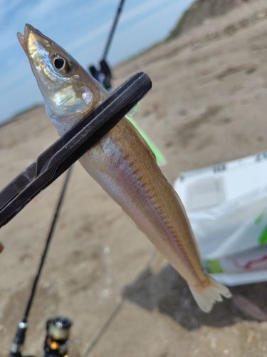 シロギスの釣果