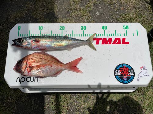 マダイの釣果