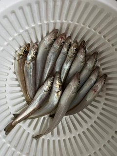 シロギスの釣果