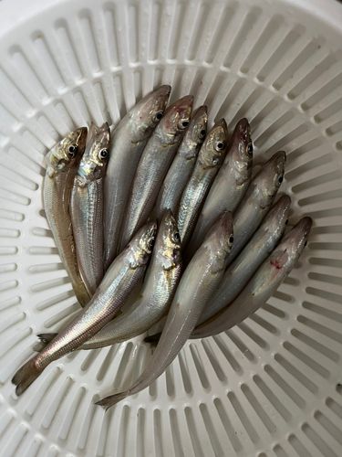 シロギスの釣果