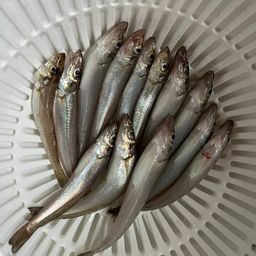 シロギス