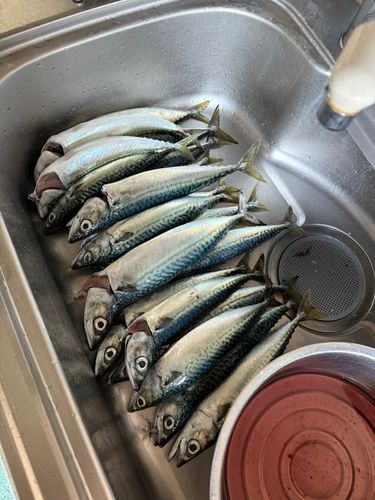 サバの釣果