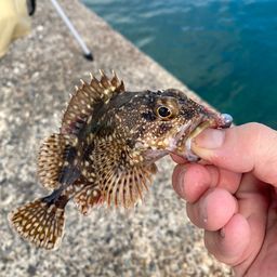 カサゴ