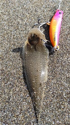 シタビラメの釣果