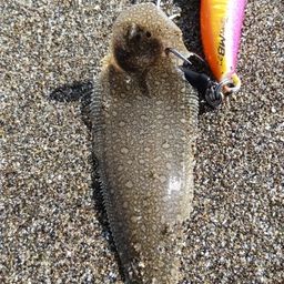 シタビラメ