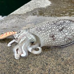 シリヤケイカ