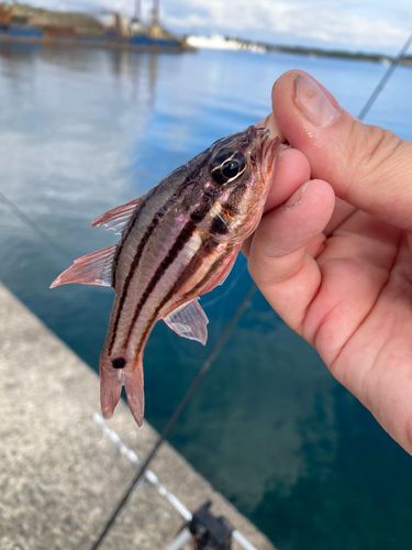 オオスジイシモチの釣果