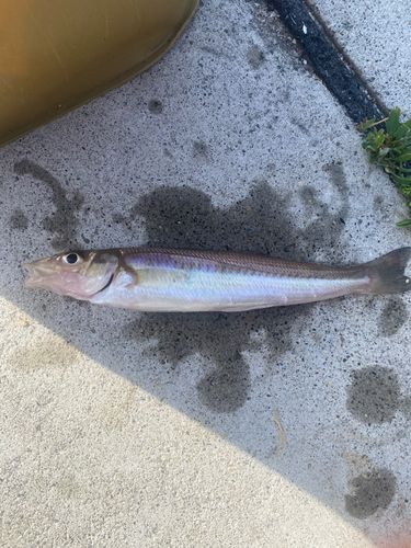 キスの釣果