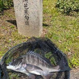 クロダイ