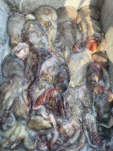 タコの釣果