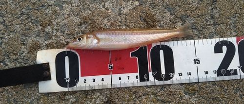 シロギスの釣果
