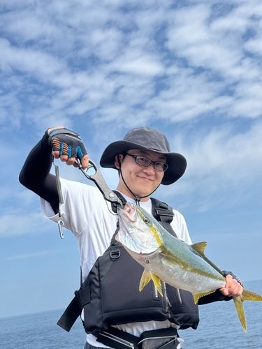 ヒラマサの釣果