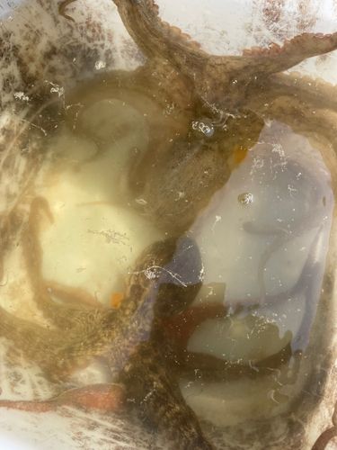 タコの釣果