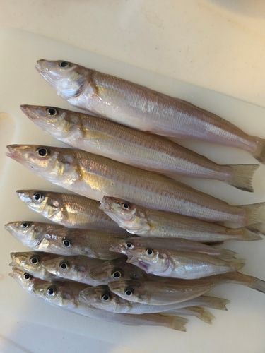 キスの釣果